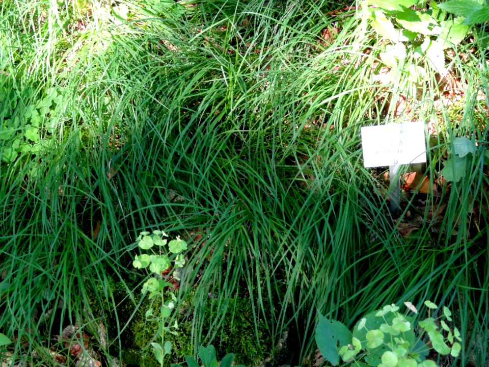 Carex montana - Botanical Garden, University of Frankfurt - DSC02554