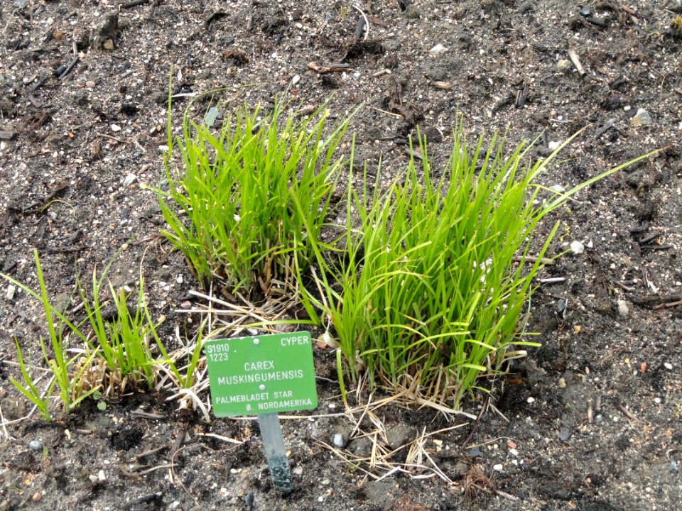 Carex muskingumensis - Copenhagen Botanical Garden - DSC07935