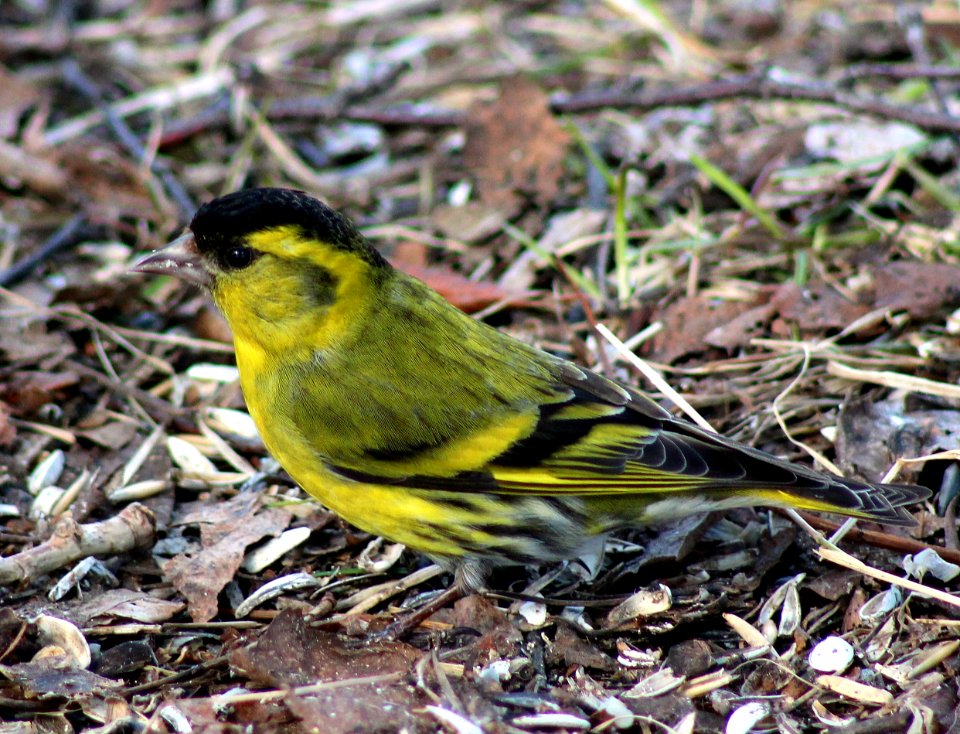 Carduelis spinus Oulu 20120506