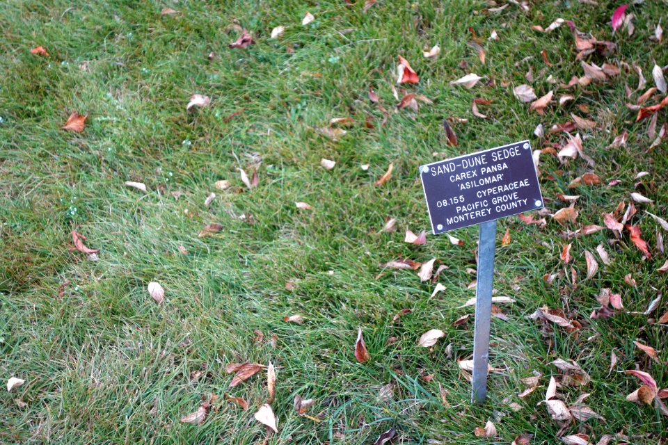 Carex pansa 'Asilomar' - Regional Parks Botanic Garden, Berkeley, CA - DSC04520