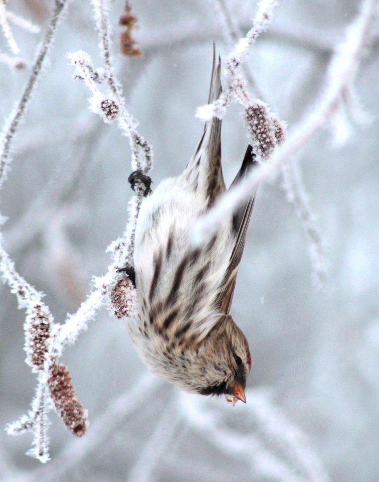 Carduelis flammea Oulu 20130106 05