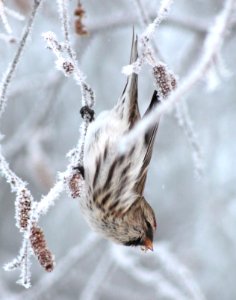 Carduelis flammea Oulu 20130106 05