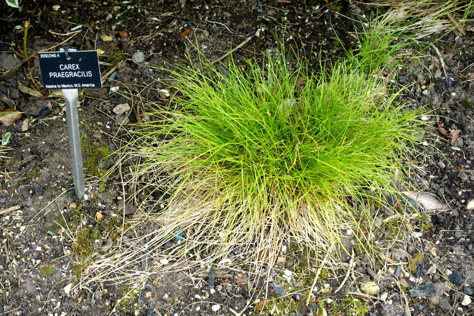 Carex praegracilis - Hillier Gardens - Romsey, Hampshire, England - DSC04602