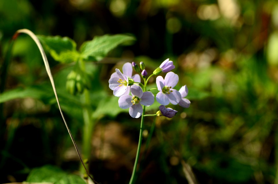 Cardamine pratensis Anthese 01
