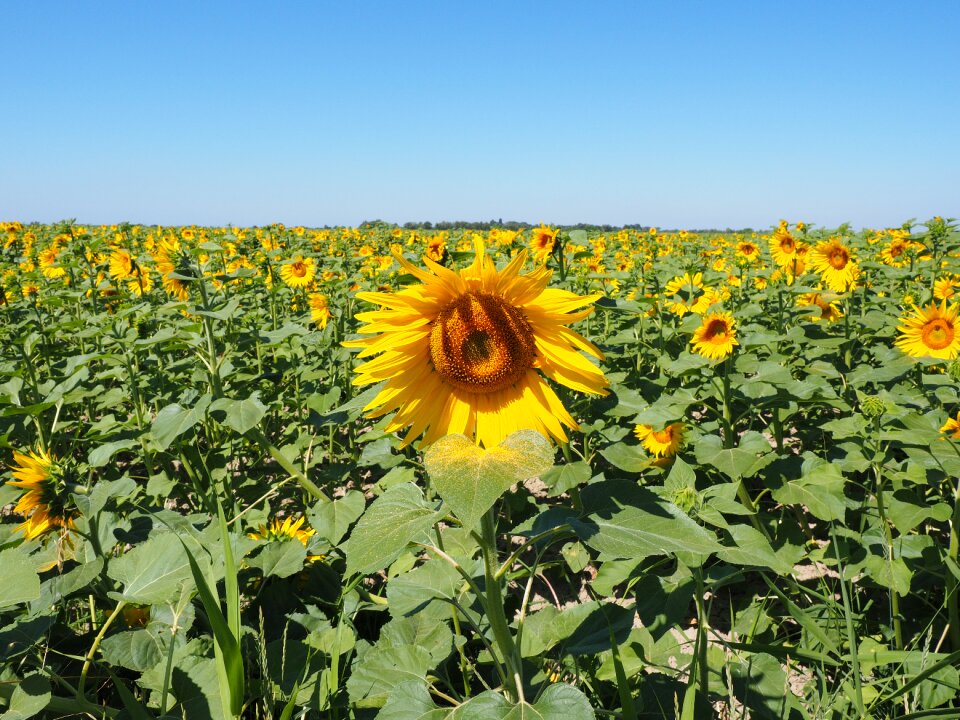 Flower nature plant