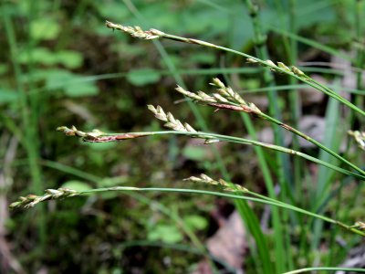 Carex digitata Kiiminki, Finland 16.06.2013 img 2