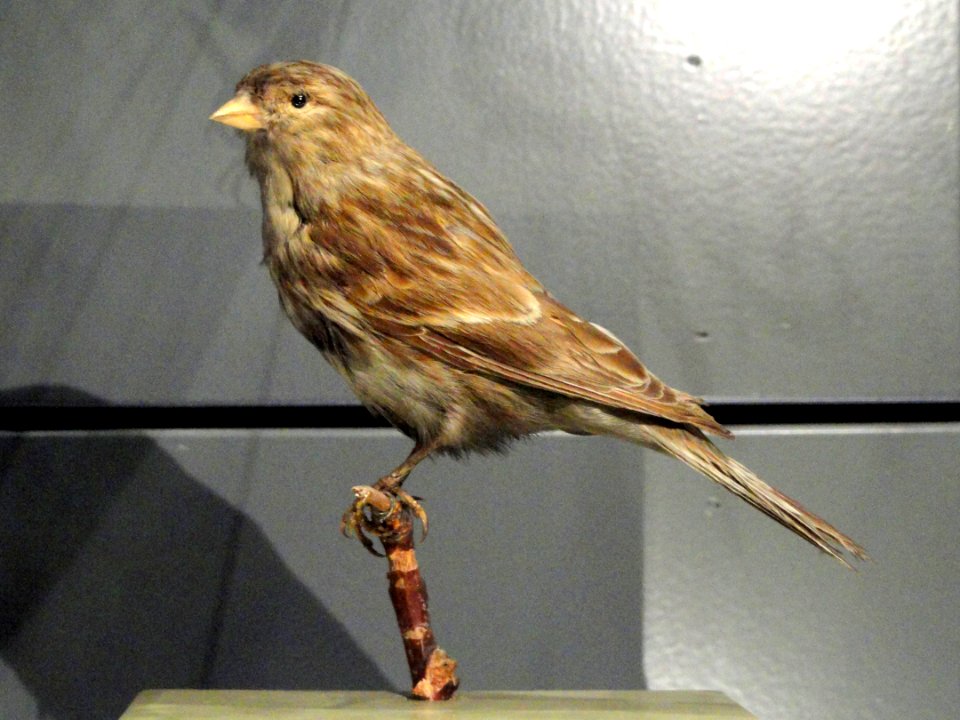 Carduelis flavirostris - Finnish Museum of Natural History - DSC04599