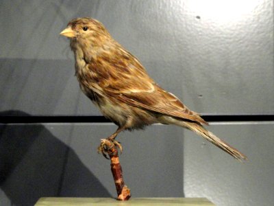 Carduelis flavirostris - Finnish Museum of Natural History - DSC04599