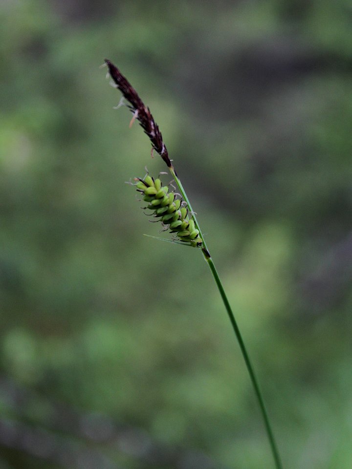 Carex cespitosa Kiiminki, Finland 16.06.2013 img 2