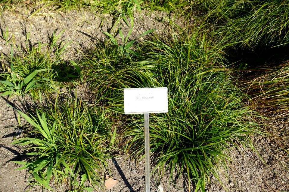 Carex pilulifera - Bergianska trädgården - Stockholm, Sweden - DSC00546