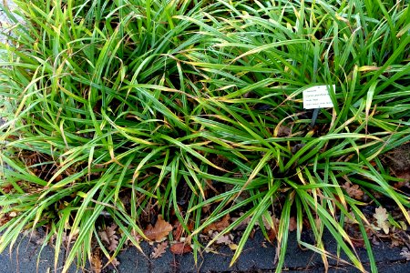 Carex pendula - Botanischer Garten - Heidelberg, Germany - DSC00875