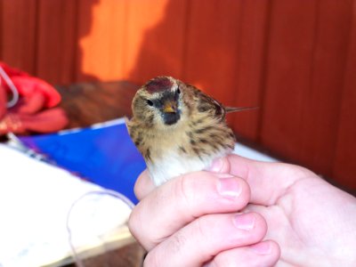 Carduelis flammea ringed by Landsort Bird Observatory-1