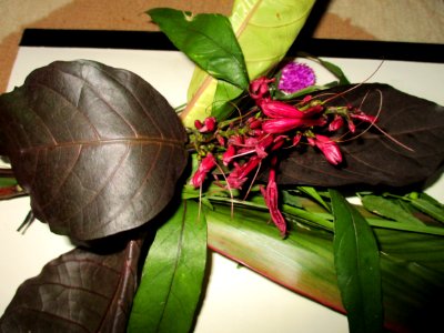 Caricature plant (Graptophyllum pictum) in circumcision ceremony