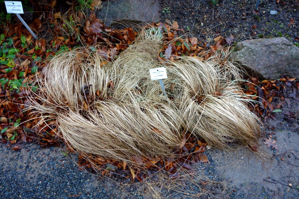 Carex comans - Botanischer Garten, Dresden, Germany - DSC08402