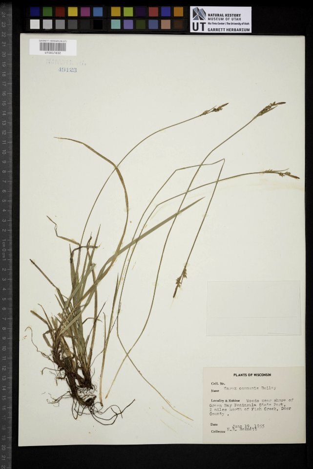 Carex communis Peninsula State Park Wisconsin