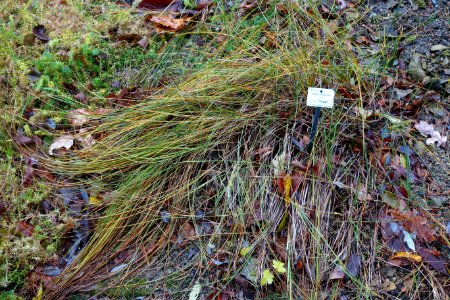 Carex colchica - Botanischer Garten, Dresden, Germany - DSC08670