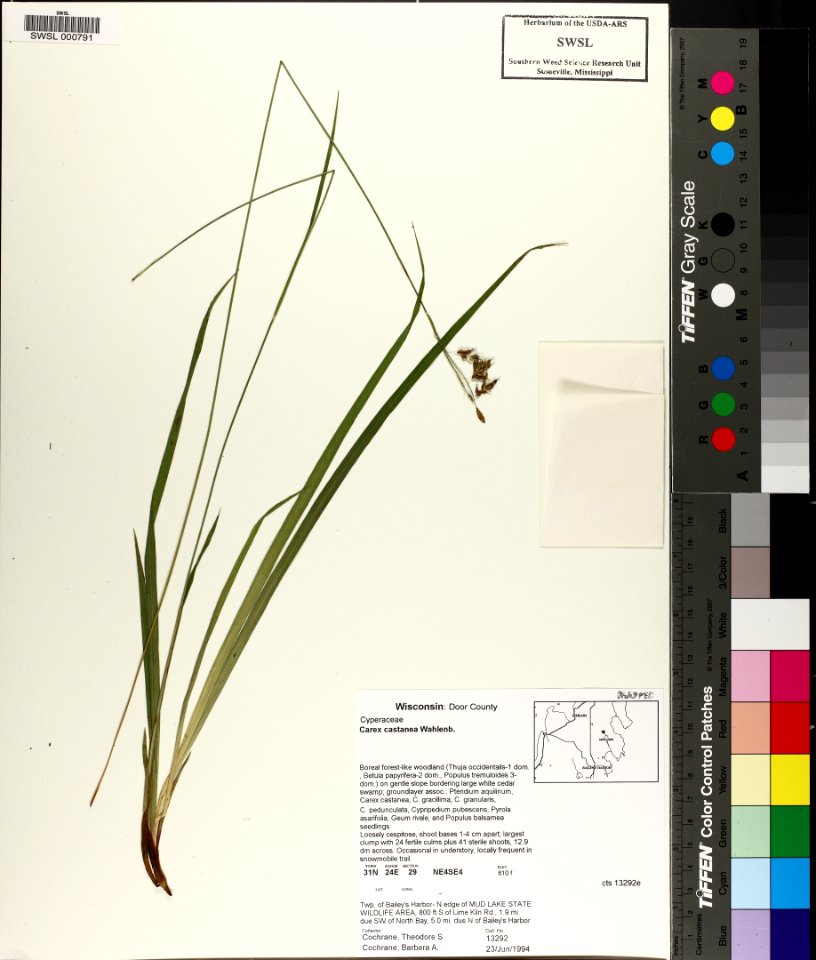 Carex castanea Mud Lake Wisconsin