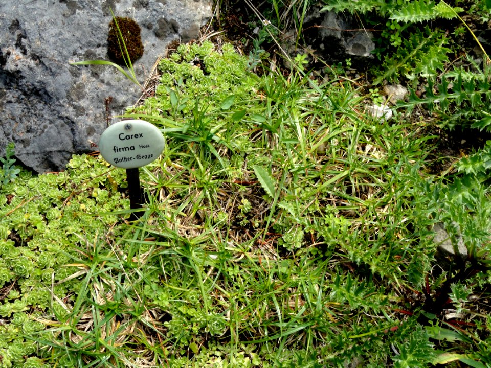 Carex firma - Botanical Garden, University of Frankfurt - DSC02652
