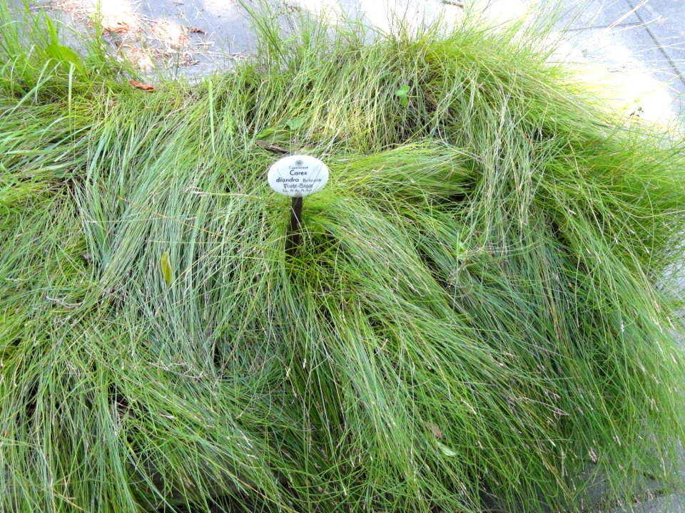 Carex diandra - Botanischer Garten, Frankfurt am Main - DSC03226