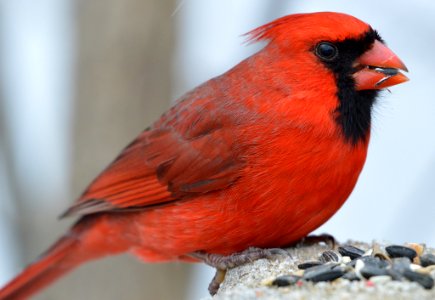 Cardinal (196777637) photo