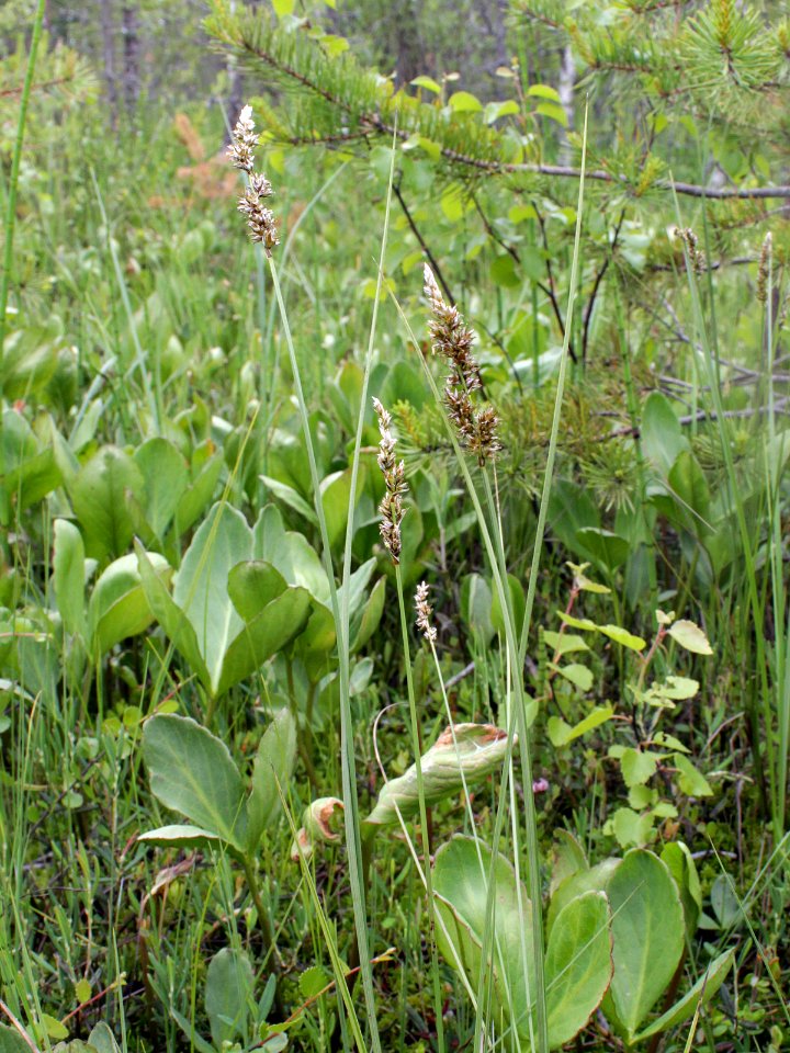 Carex diandra Oulu, Finland 18.06.2013 img 1