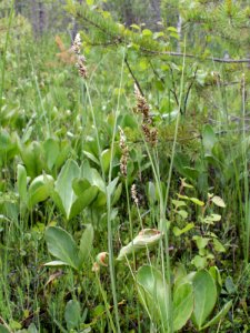 Carex diandra Oulu, Finland 18.06.2013 img 1