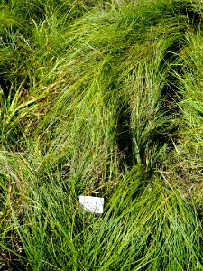 Carex depauperata - Botanical Garden, University of Frankfurt - DSC02725