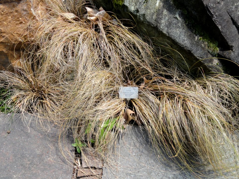 Carex comans - Palmengarten Frankfurt - DSC01978
