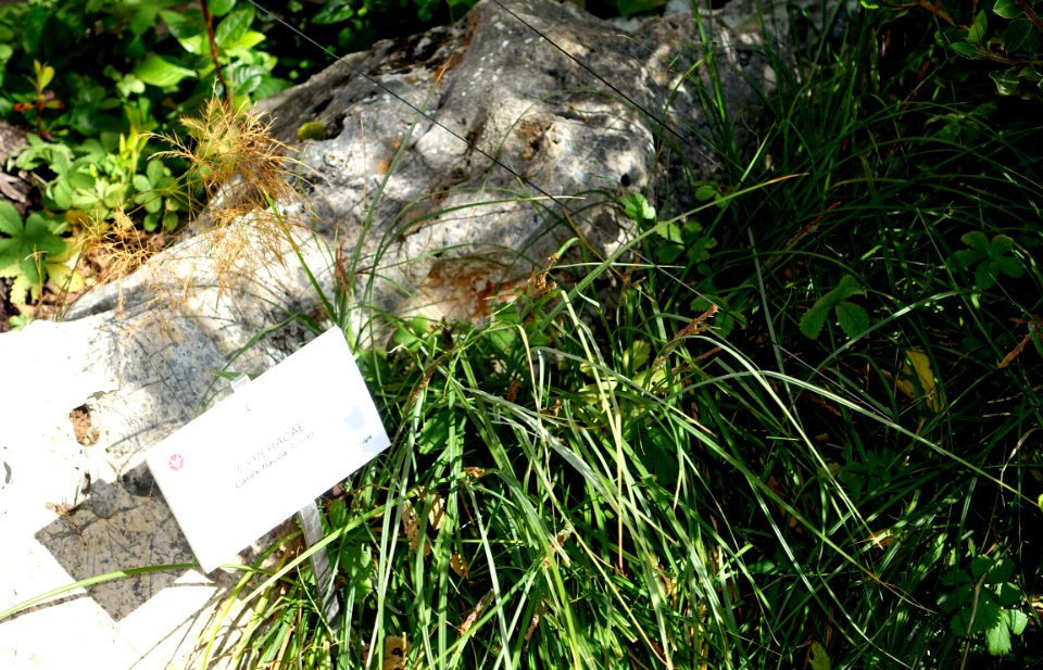 Carex flacca - Orto botanico - Rome, Italy - DSC09891