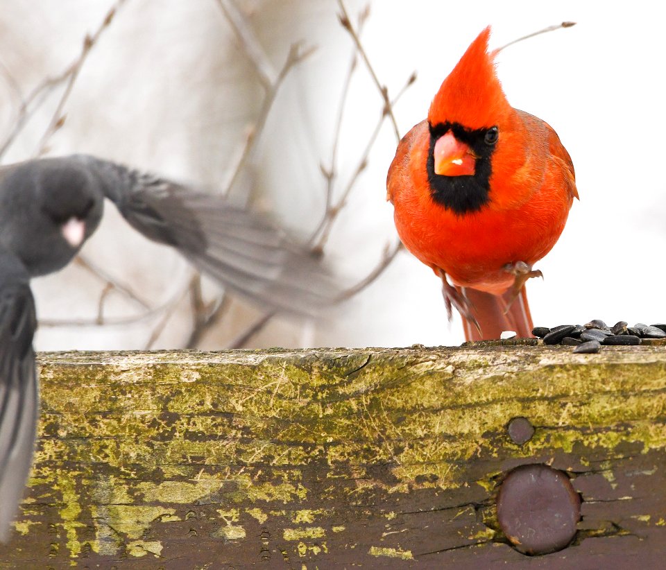 Cardinal Shooing Away A Dark Eyed Junco (197130463)