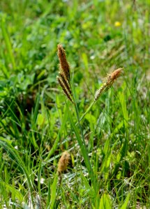 Carex flacca 02