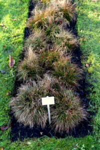 Carex humilis - Botanischer Garten Braunschweig - Braunschweig, Germany - DSC04315