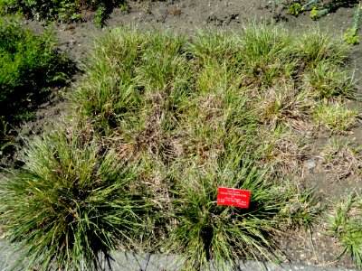 Carex hordeistichos - Botanical Garden, University of Frankfurt - DSC02717