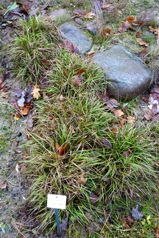 Carex digitata - Botanischer Garten, Dresden, Germany - DSC08702