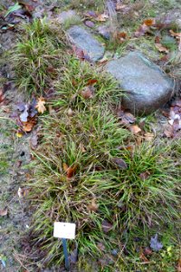 Carex digitata - Botanischer Garten, Dresden, Germany - DSC08702
