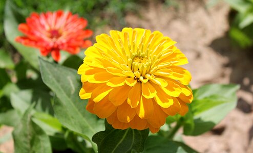Family asteraceae yellow flower yellow flowers