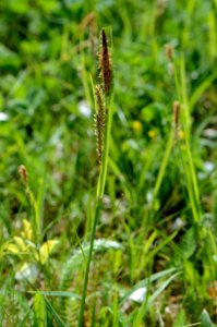 Carex flacca 01
