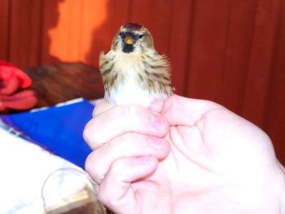 Carduelis flammea ringed by Landsort Bird Observatory-3