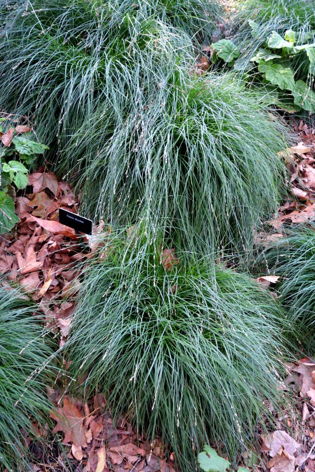 Carex divulsa - Leaning Pine Arboretum - DSC05828