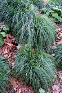 Carex divulsa - Leaning Pine Arboretum - DSC05828