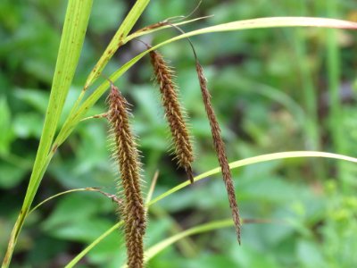 Carex crinita 10016313
