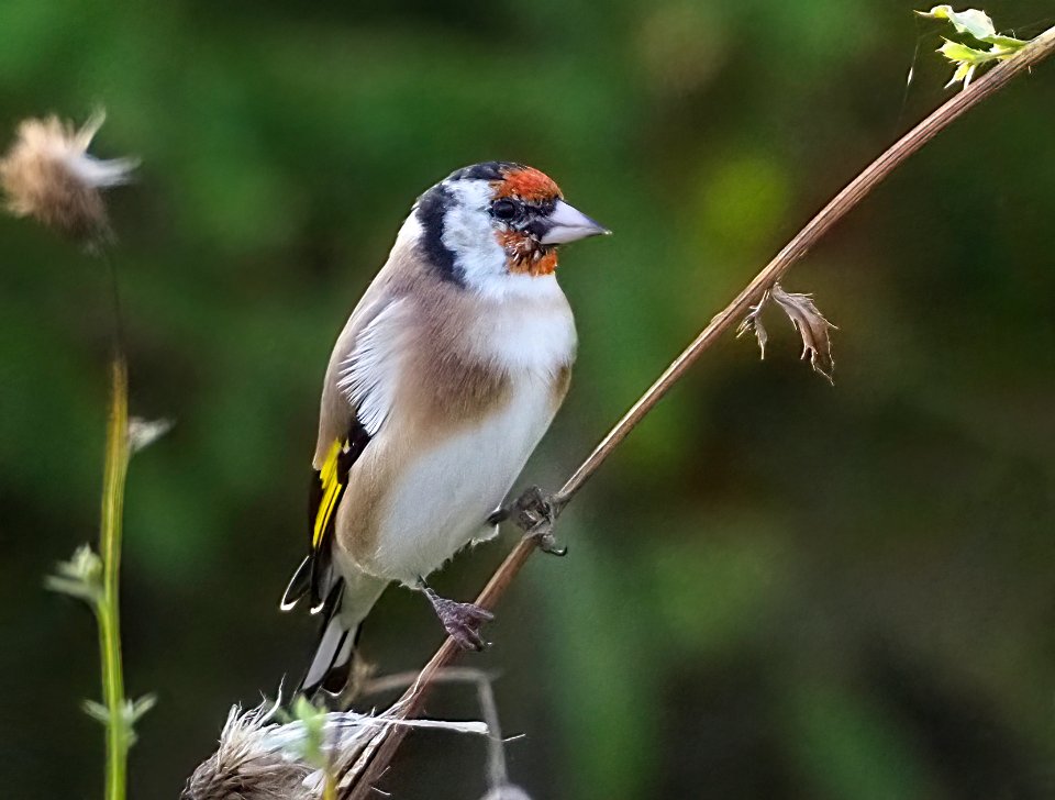 Carduelis carduelis Oulu Finland 2020-09-25