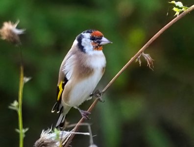 Carduelis carduelis Oulu Finland 2020-09-25 photo