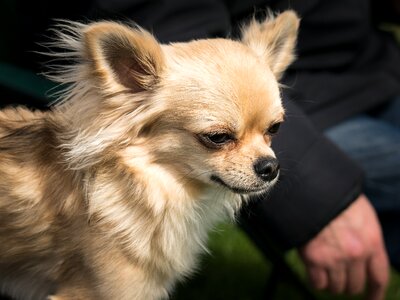 Small small dog pet