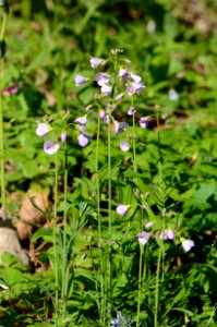 Cardamine pratensis3