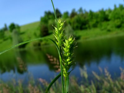 Carex atherodes 42831601 photo