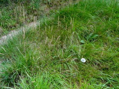 Carex arenaria - Botanical Garden, University of Frankfurt - DSC02612