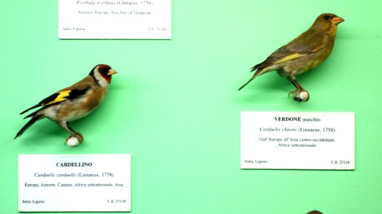 Carduelis carduelis and Carduelis chloris (male) - Museo Civico di Storia Naturale Giacomo Doria - Genoa, Italy - DSC03079
