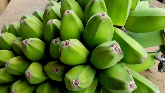 Cardava (Cardaba, Kardaba) bananas (Mindanao, Philippines) 4