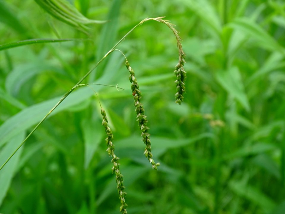 Carex gracillima 42046010